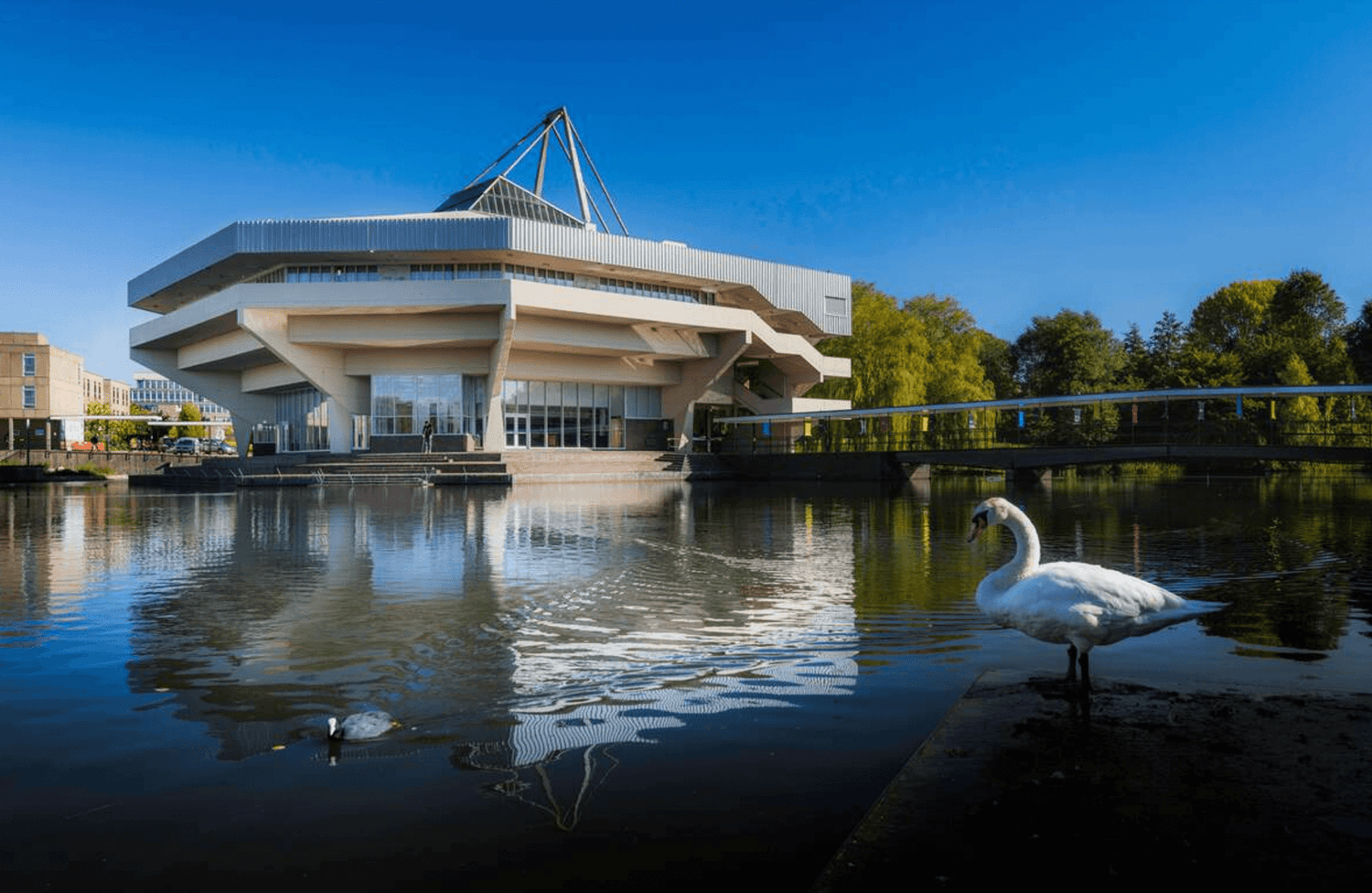 A photo of a swan by a lake on the University of York's campus